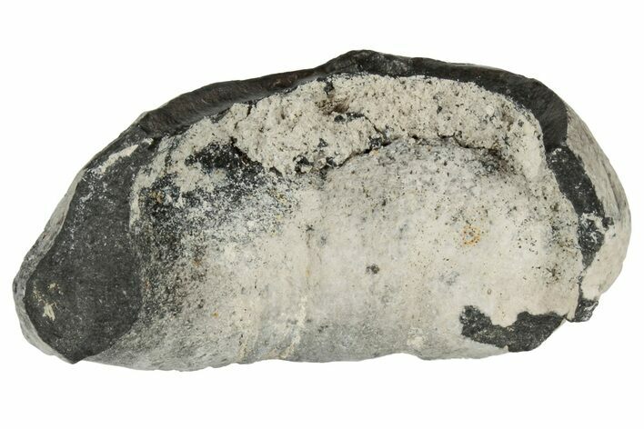 Fossil Whale Ear Bone - Miocene #177785